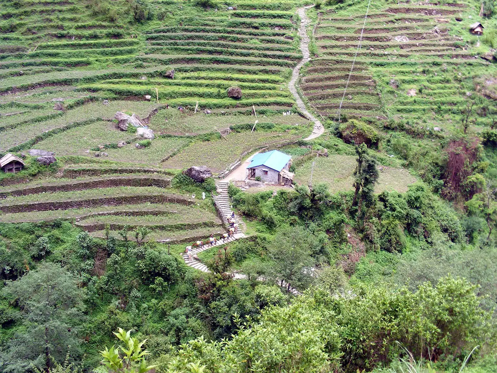 Escalier de pierre entre les cultures en terrasses et caravane de mules sur le trek des Annapurnas