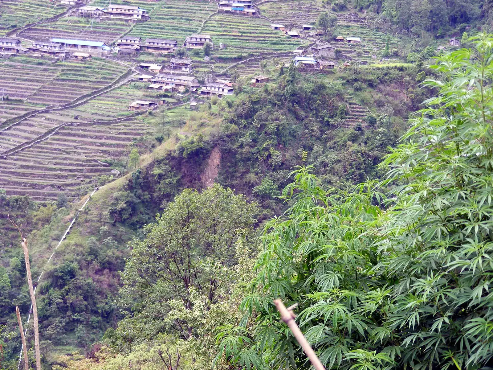 Village en terrasses à flanc de montagne et cannabis sauvage au premier plan, trek des Annapurnas
