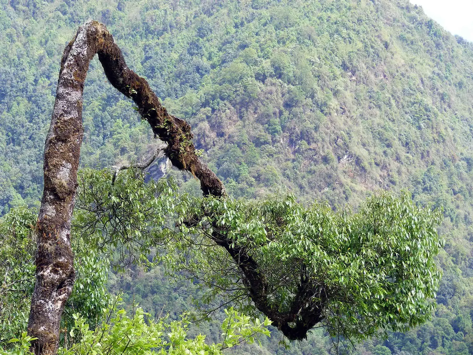 Arbre couvert de mousse courbé en arche devant une pente boisée du trek des Annapurnas