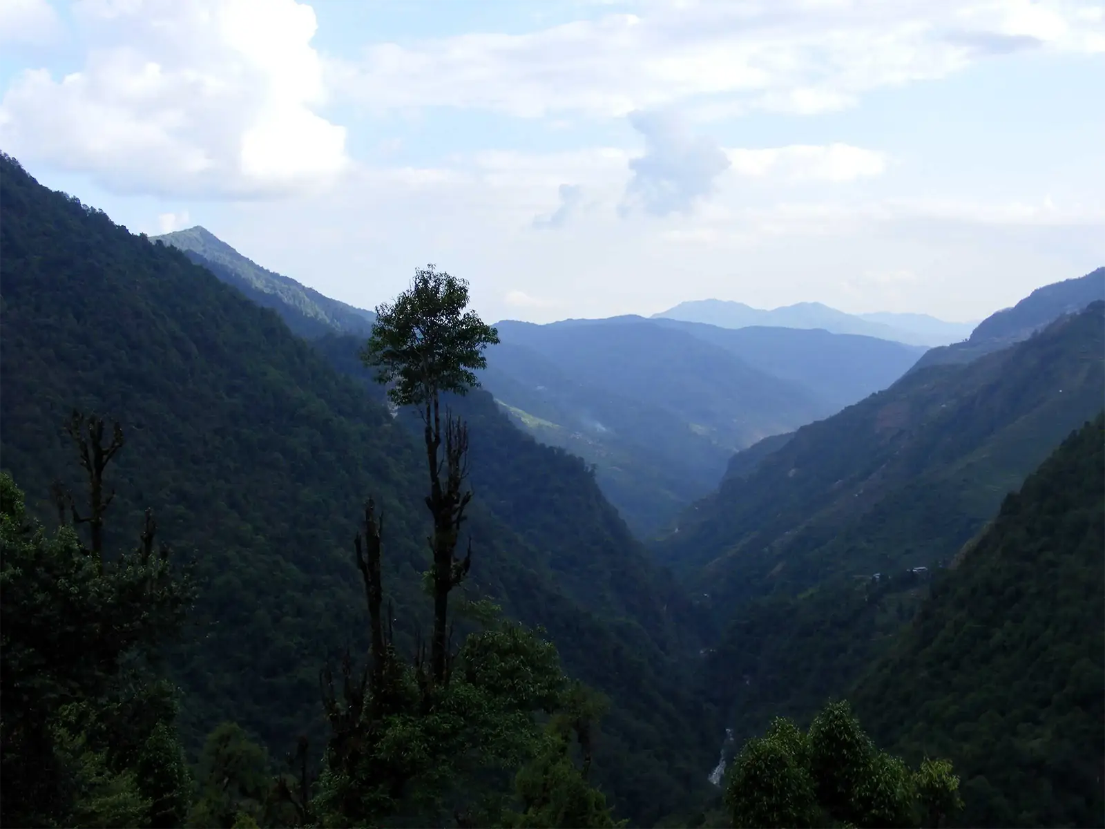 Vallée profonde et boisée, un arbre solitaire en silhouette, sur le trek des Annapurnas