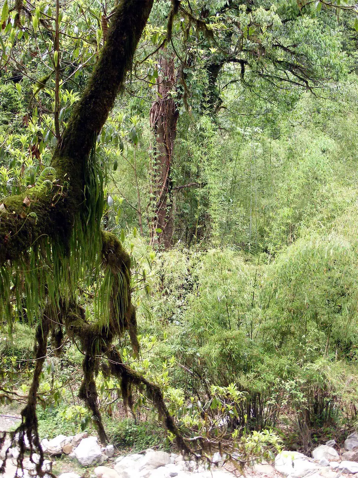 Arbre moussu et forêt de bambous le long du sentier du trek des Annapurnas