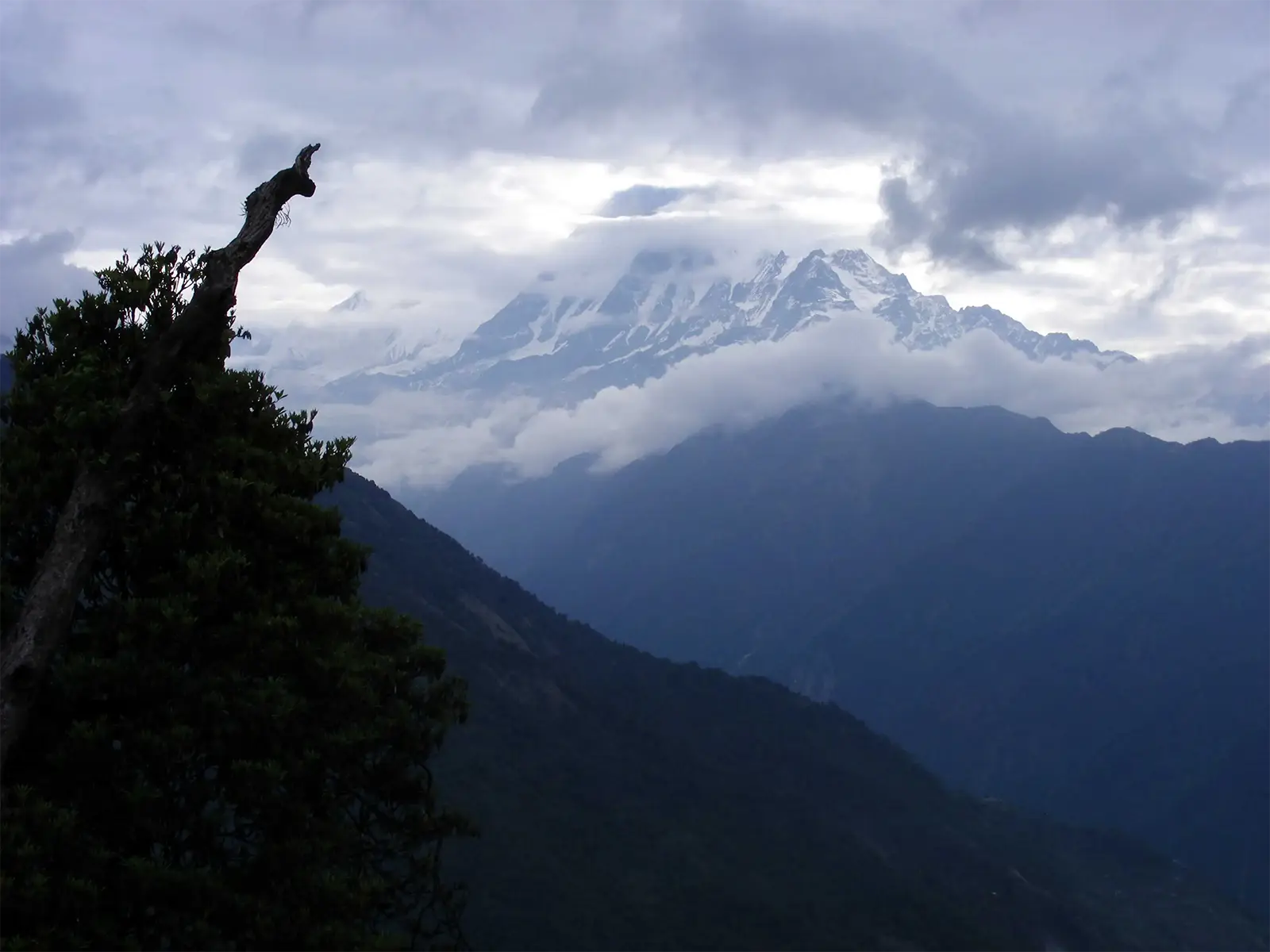 Sommets enneigés entre les nuages au crépuscule, un arbre mort en silhouette, trek des Annapurnas