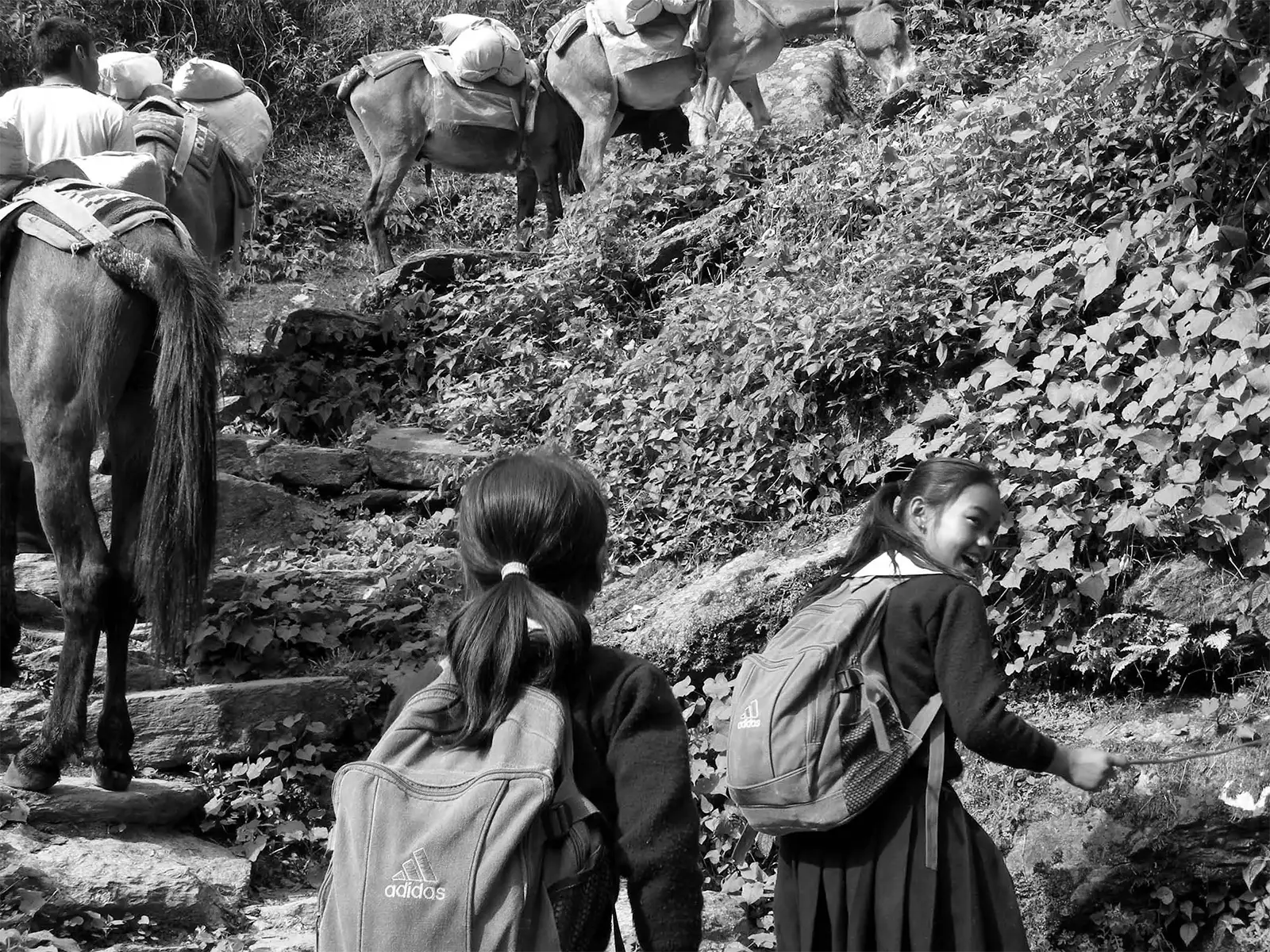 Fillettes en route pour l’école parmi les mules sur un sentier du trek des Annapurnas, en noir et blanc