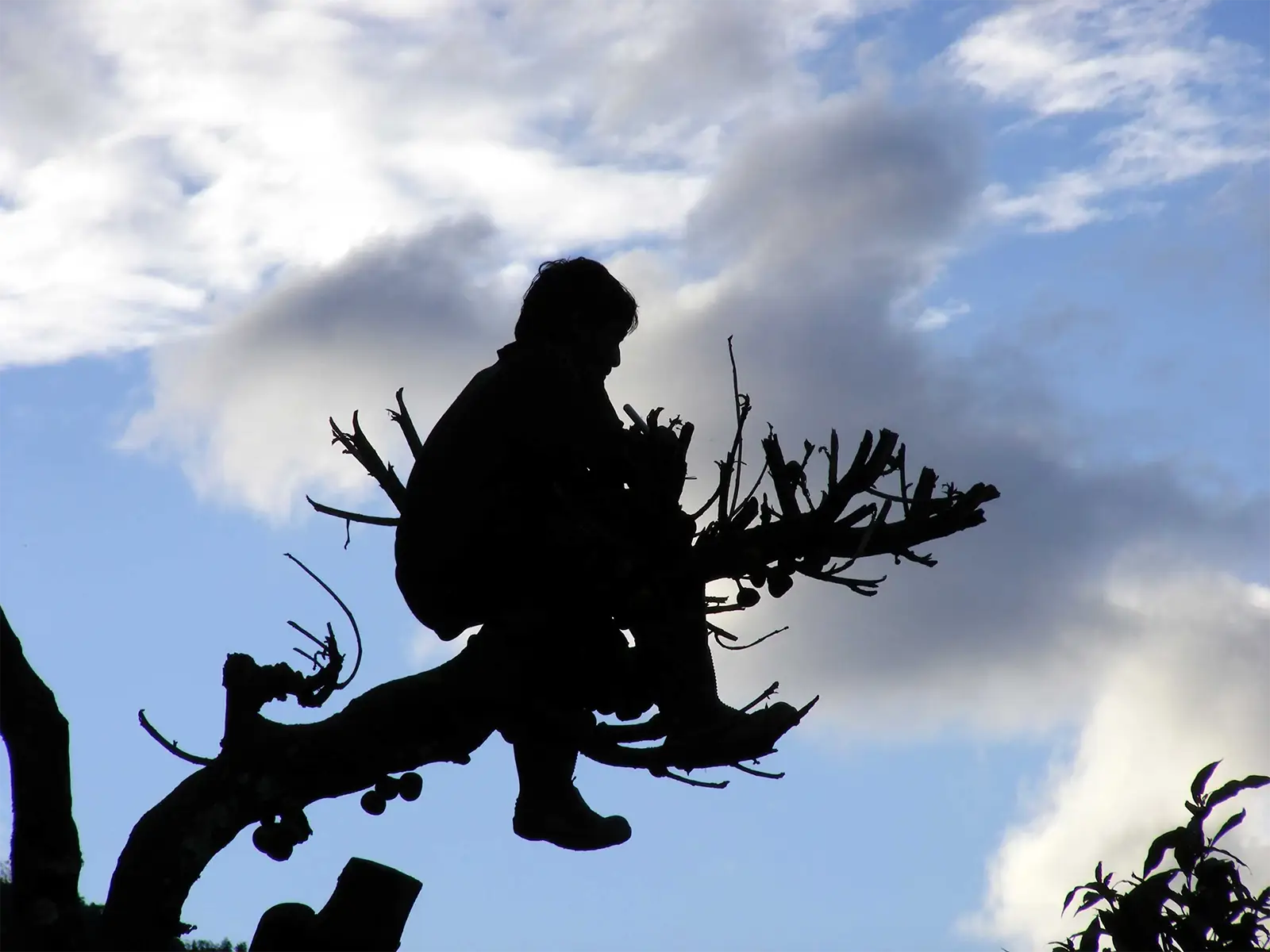 Silhouette d’un joueur de flûte perché dans un arbre sous un ciel nuageux, trek des Annapurnas