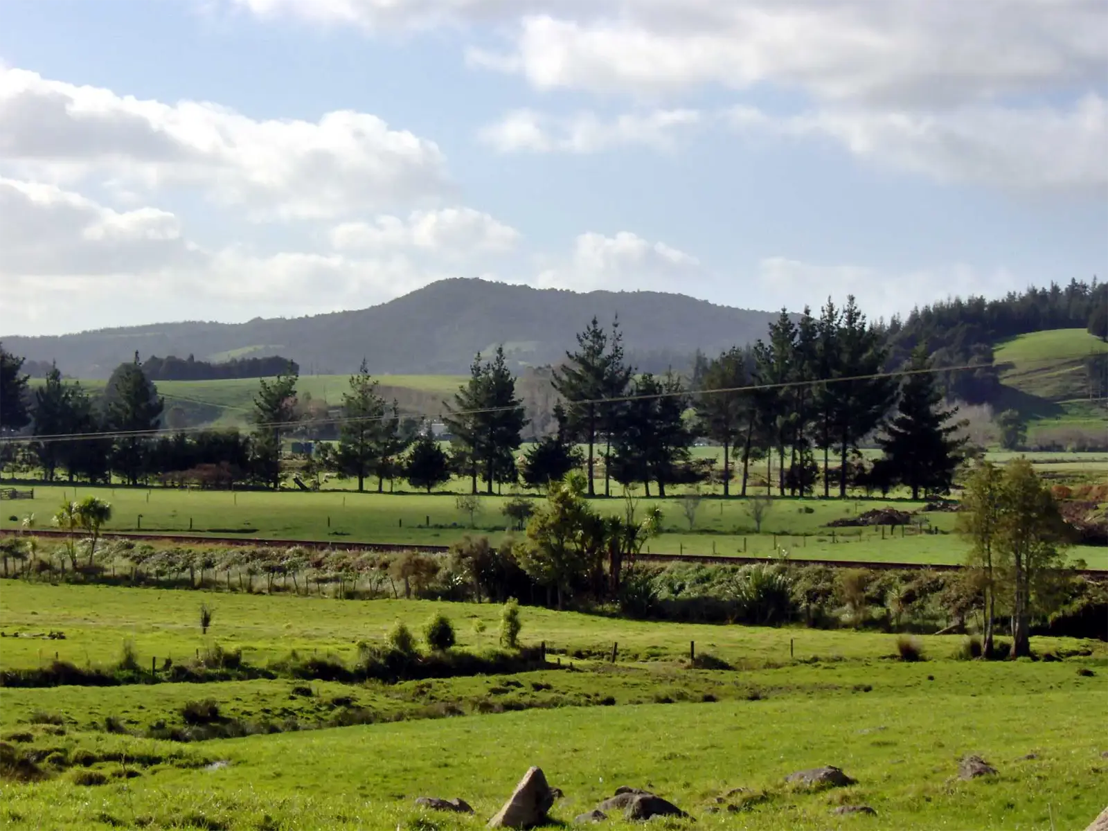 Prairies verdoyantes et rangées de pins sous les nuages, dans la campagne du Northland près de Paihia