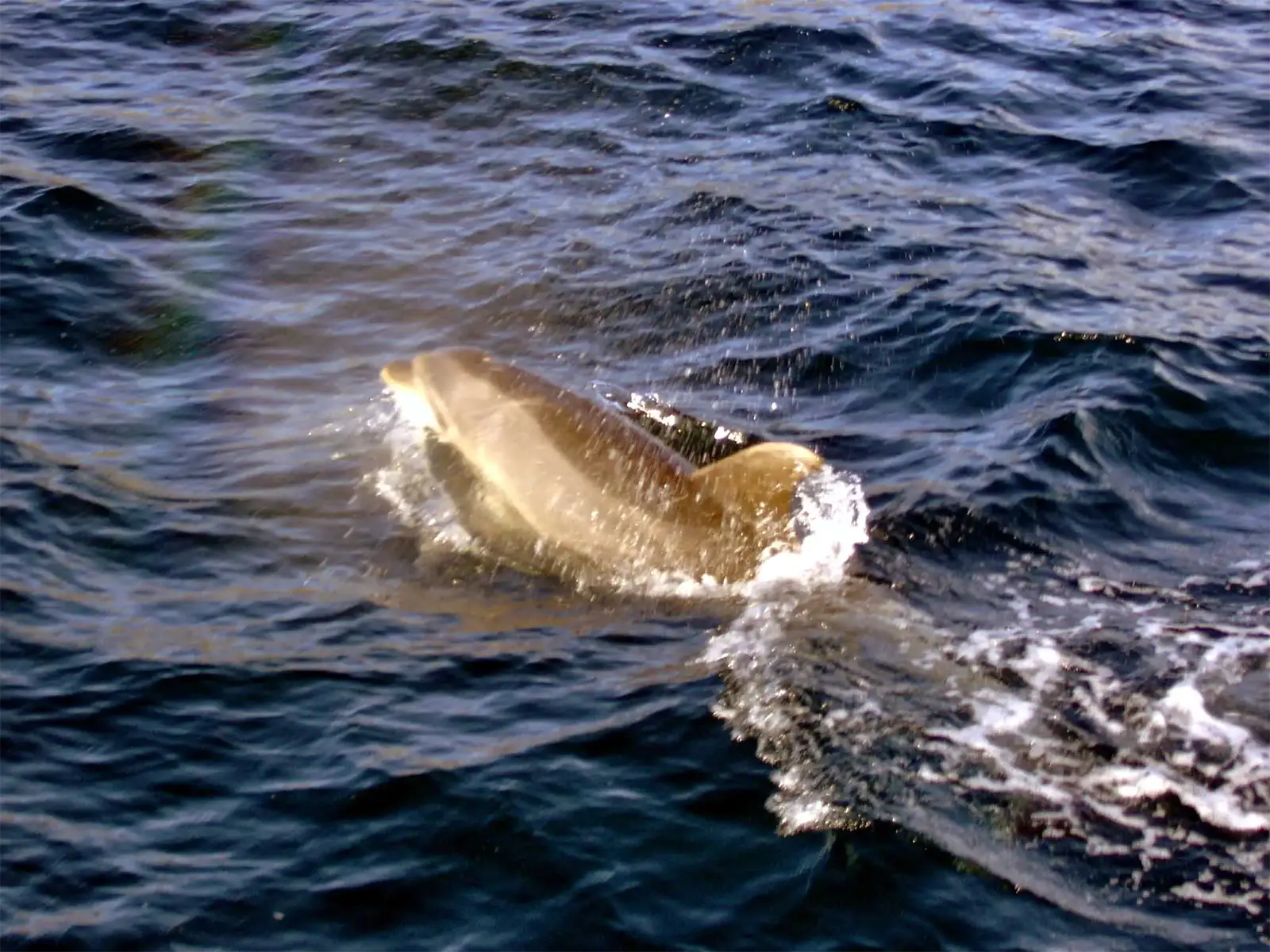 Dauphin surgissant à la surface de l’eau sombre près du bateau, dans la Bay of Islands