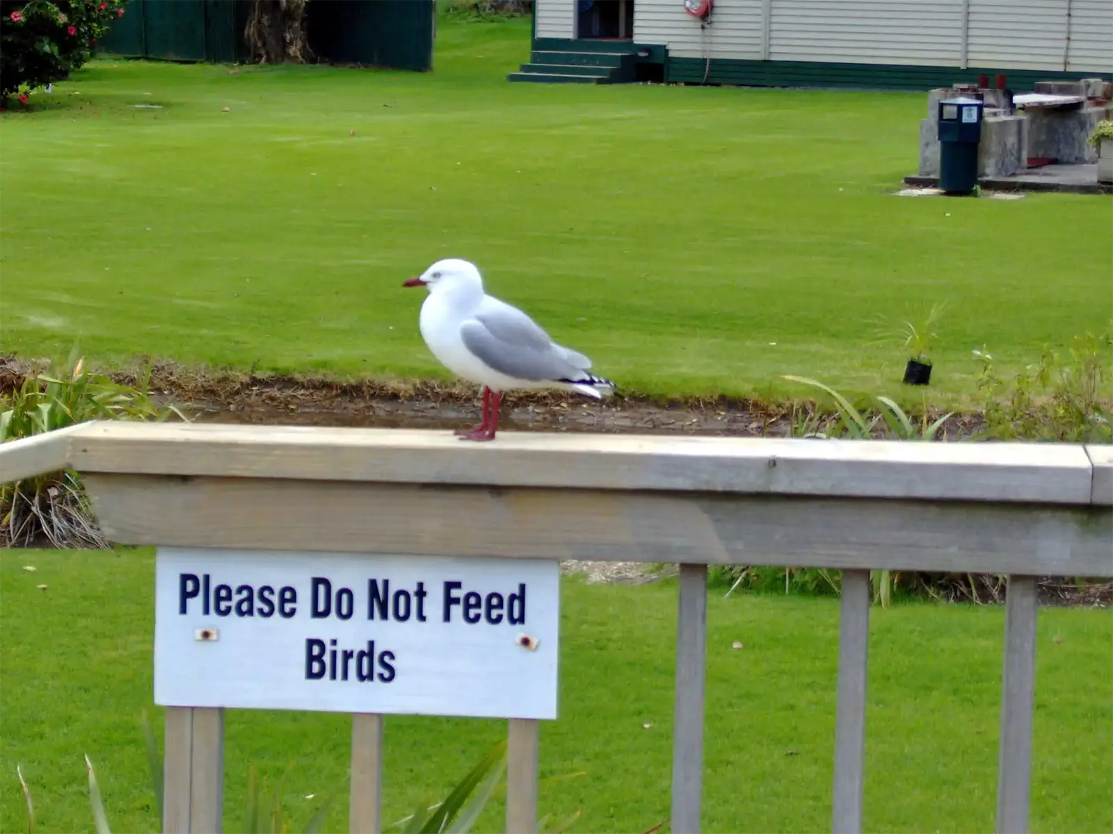Mouette au bec rouge sur une barrière au-dessus d’un panneau « Please Do Not Feed Birds », à Paihia