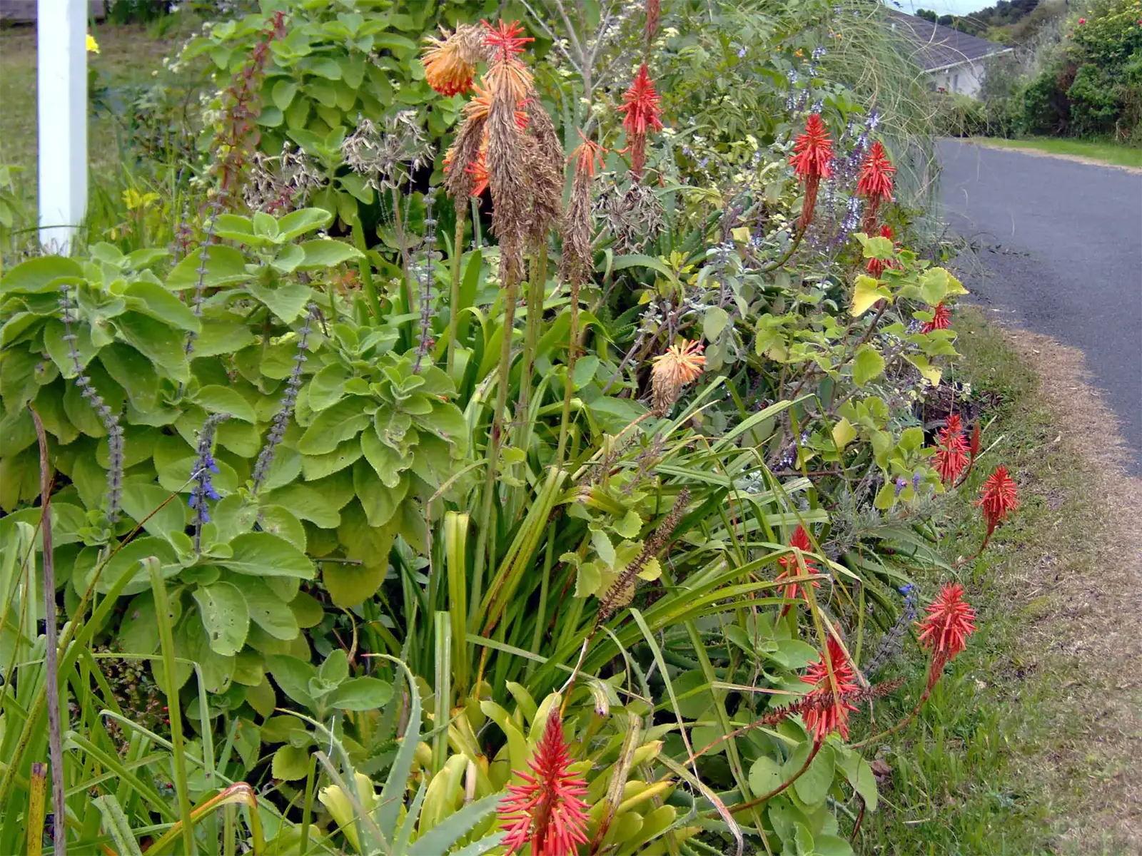 Aloès aux fleurs rouges et plantes grasses en bord de route, dans la Bay of Islands