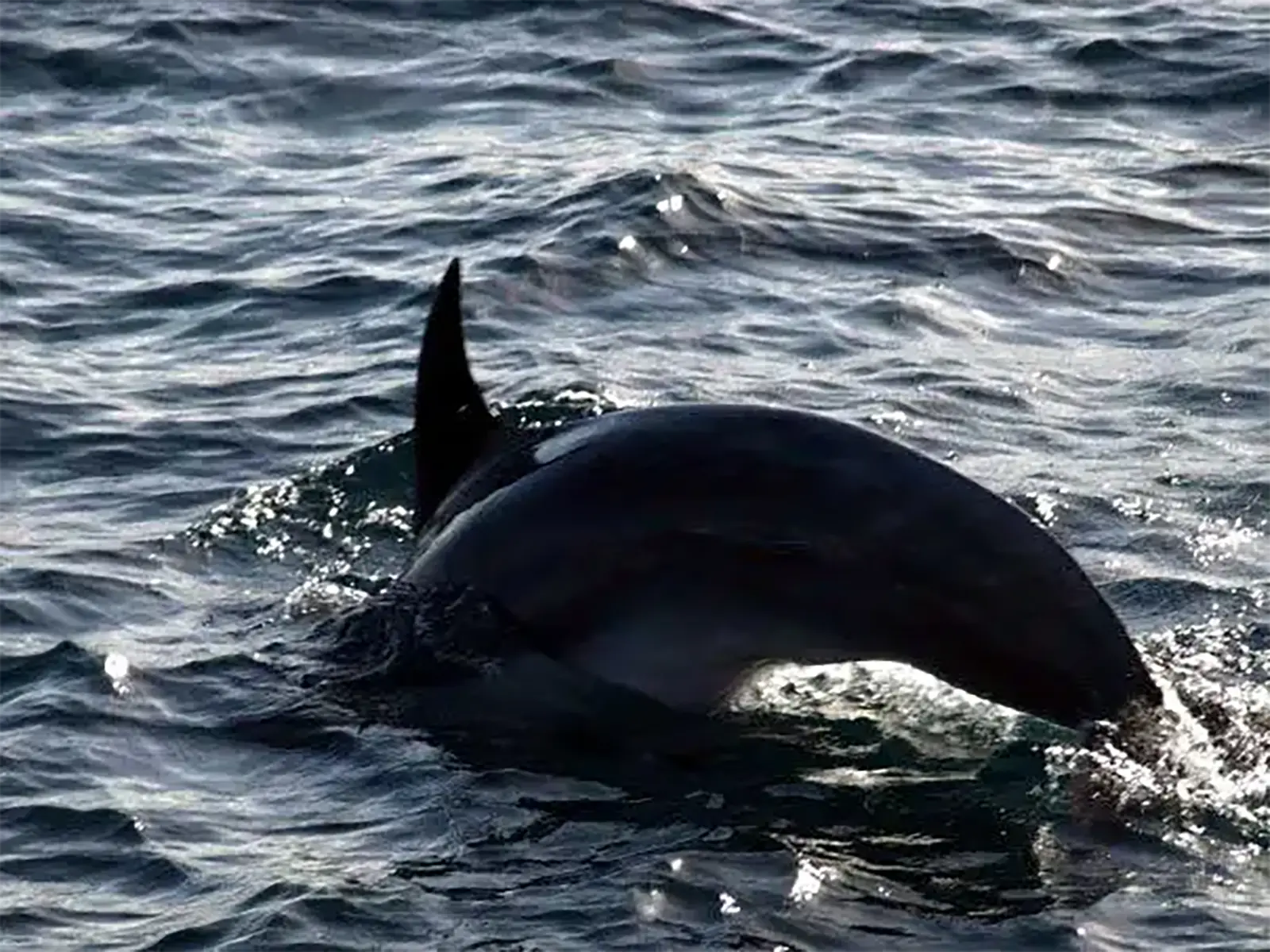 Dos et aileron d’un dauphin émergeant des vagues lors d’une excursion en bateau depuis Paihia
