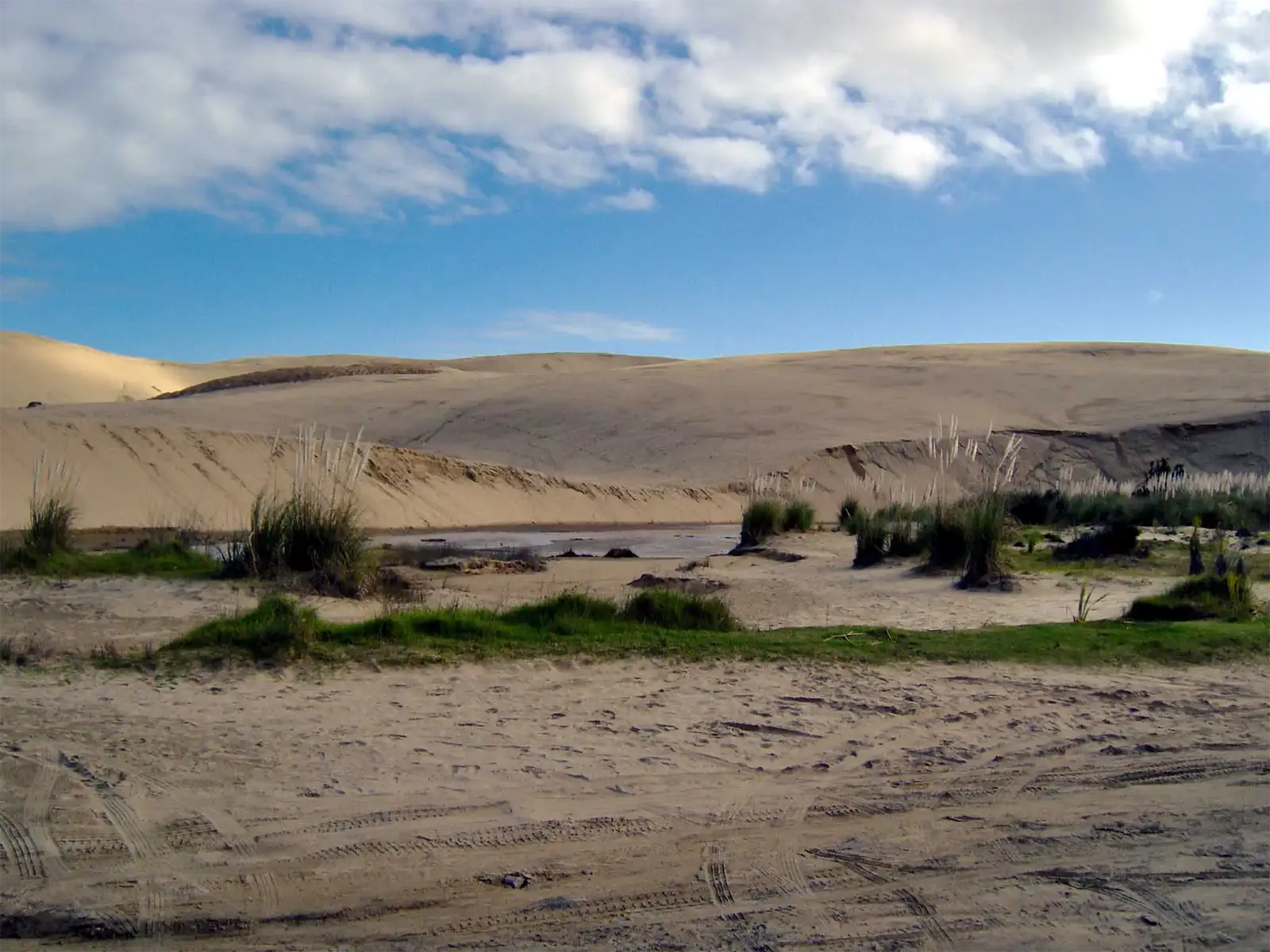 Dunes de sable géantes de Te Paki et touffes d’herbes au bord d’un ruisseau, près du cap Reinga