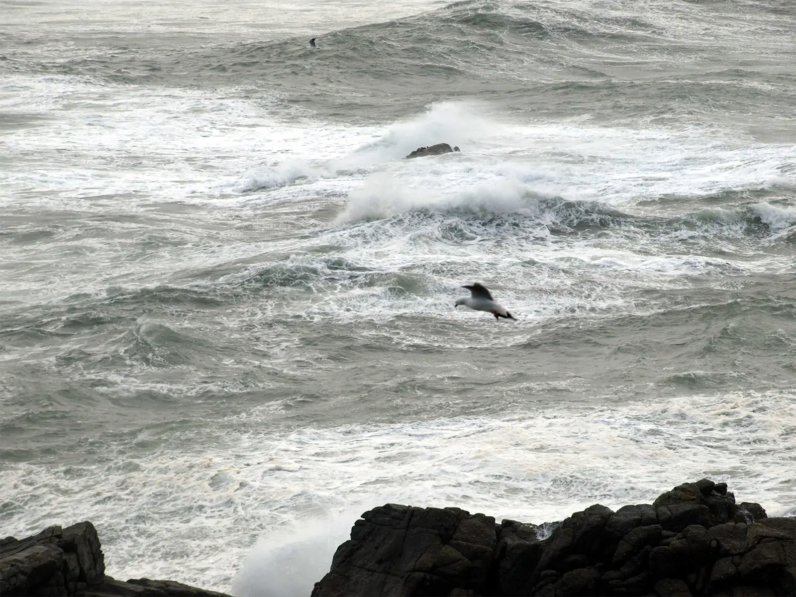 Mouette survolant une mer déchaînée au pied des rochers noirs du cap Foulwind