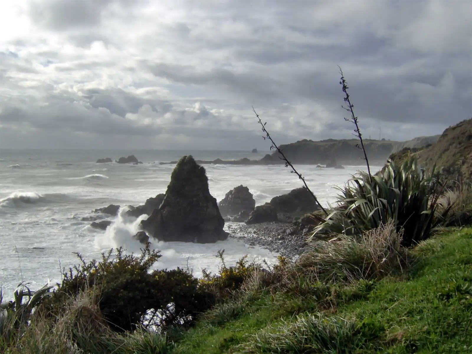 Rochers battus par les vagues et touffes de lin sauvage sur la côte de Foulwind Bay