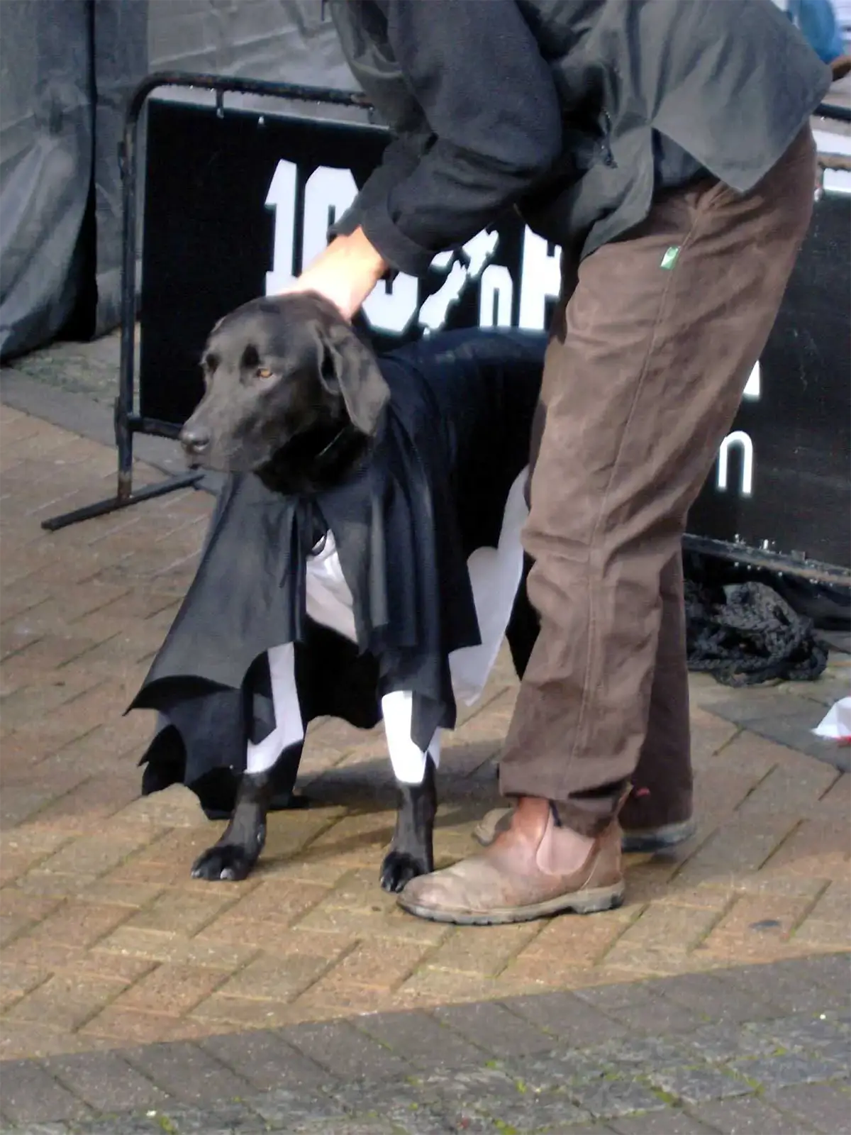 Chien noir déguisé en super-héros avec une cape, lors d’une animation de rue à Queenstown