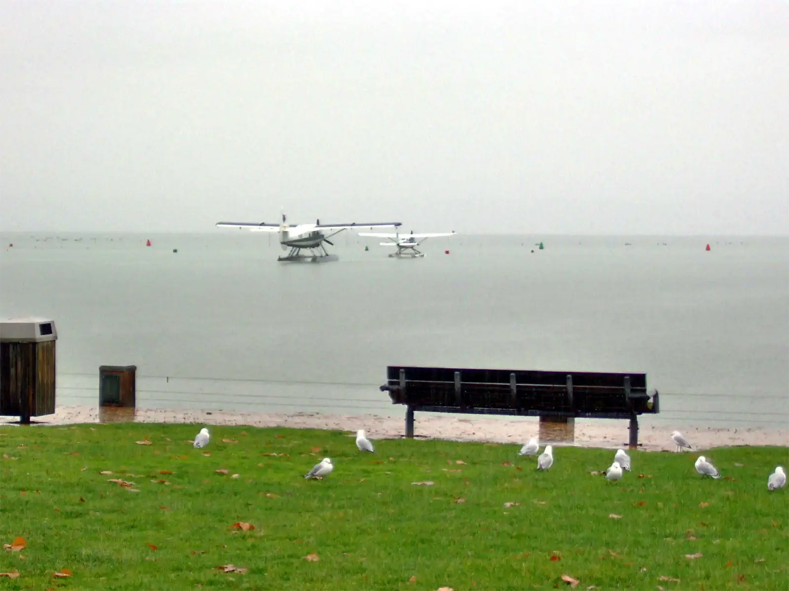 Hydravions posés sur le lac par temps gris et mouettes sur la pelouse du rivage, région de Taupo