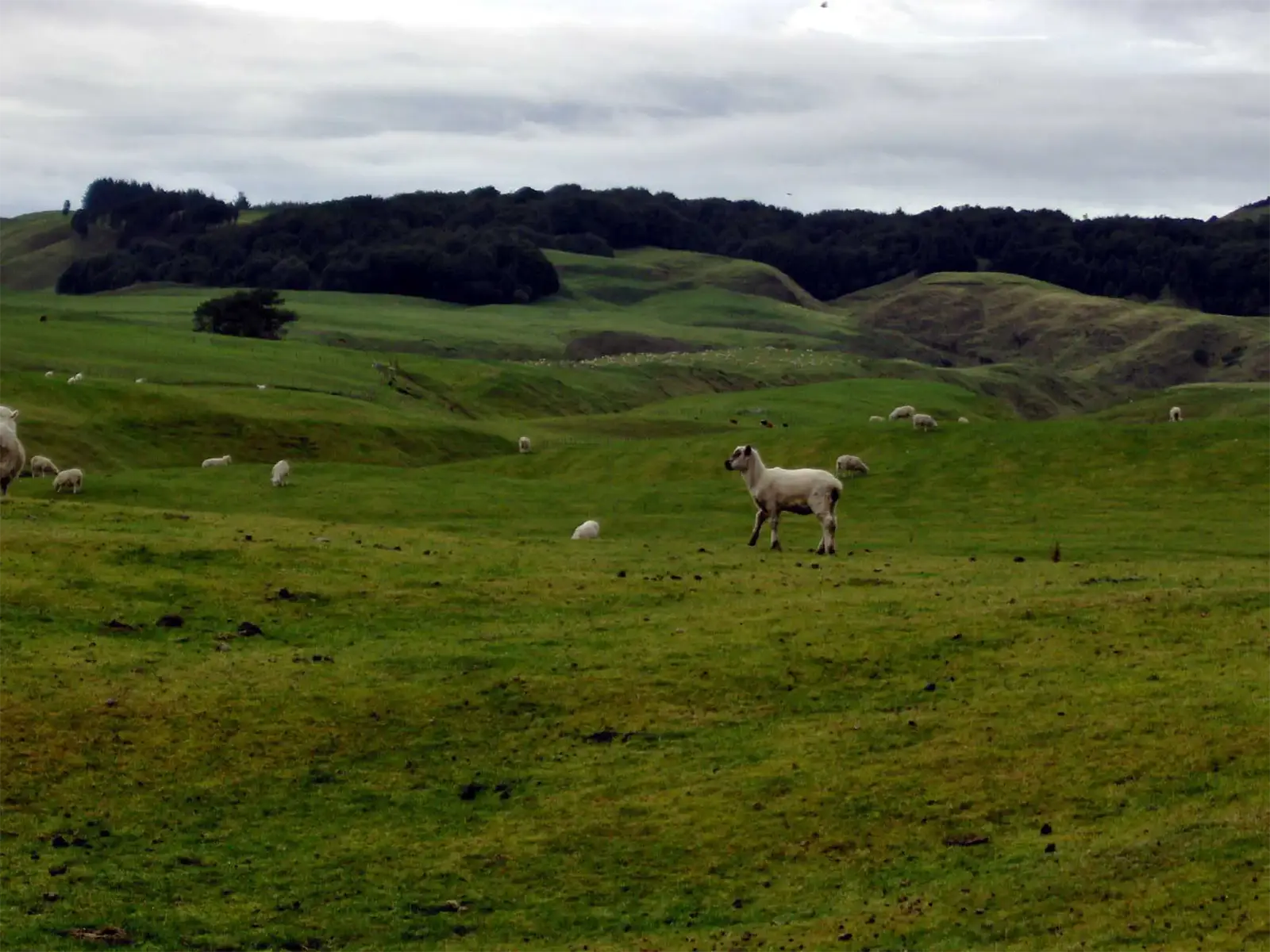 Moutons paissant dans les collines verdoyantes du centre de l’île du Nord, entre Rotorua et Taupo