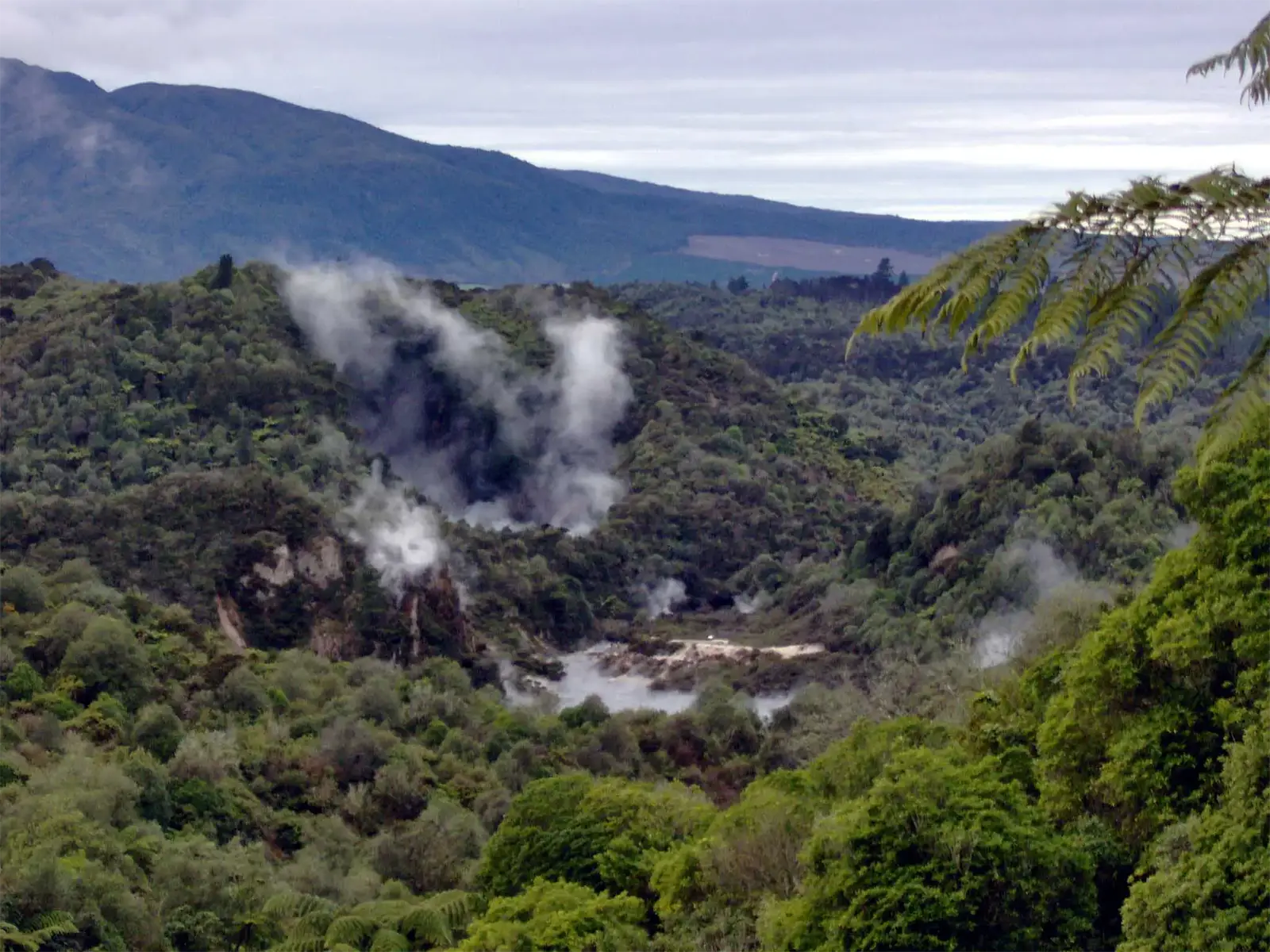 Panaches de vapeur s’élevant d’une vallée boisée géothermique, sous les montagnes près de Rotorua