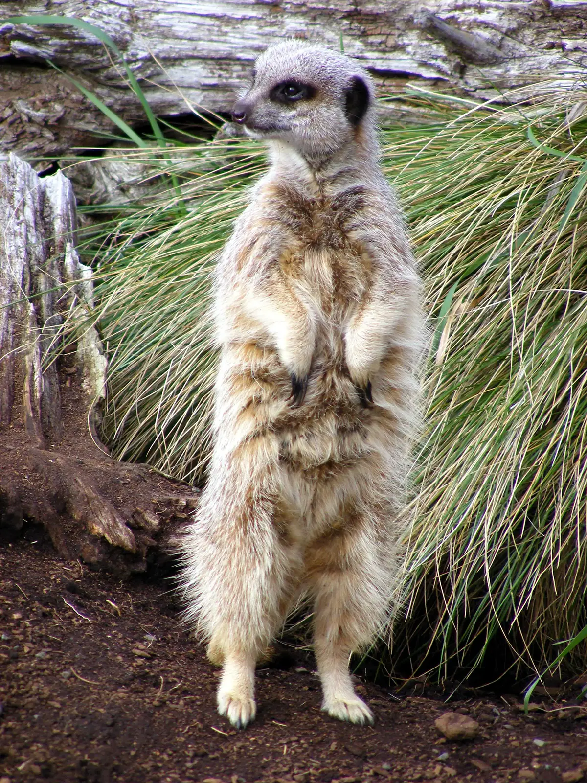 Suricate dressé sur ses pattes arrière devant des herbes hautes, dans un parc animalier près de Christchurch