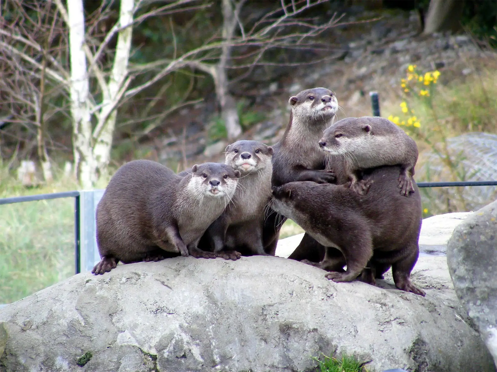 Famille de loutres serrées sur un rocher, dans un parc animalier de la région de Christchurch