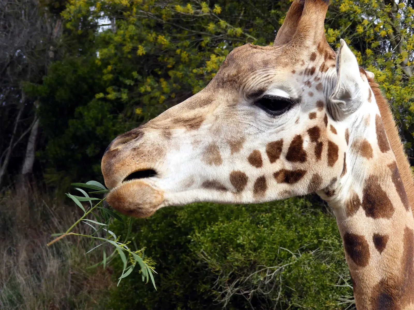 Girafe mâchant une branche feuillue, en gros plan dans un parc animalier près de Christchurch