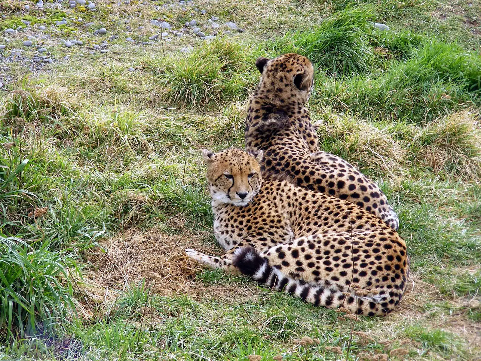 Deux guépards allongés dans l’herbe d’un parc animalier de la région de Christchurch