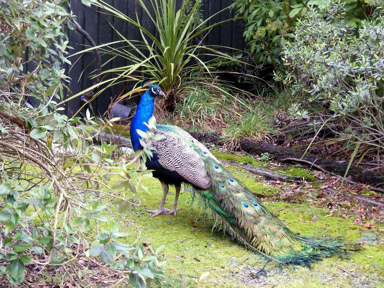 Paon bleu traînant sa longue queue sur la mousse d’un jardin, dans la région de Christchurch