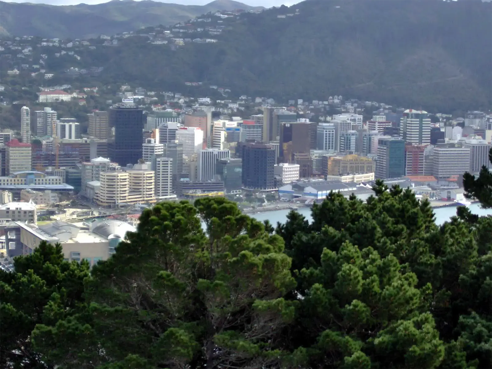Gratte-ciel du centre de Wellington et le port, vus à travers les pins des collines de la ville