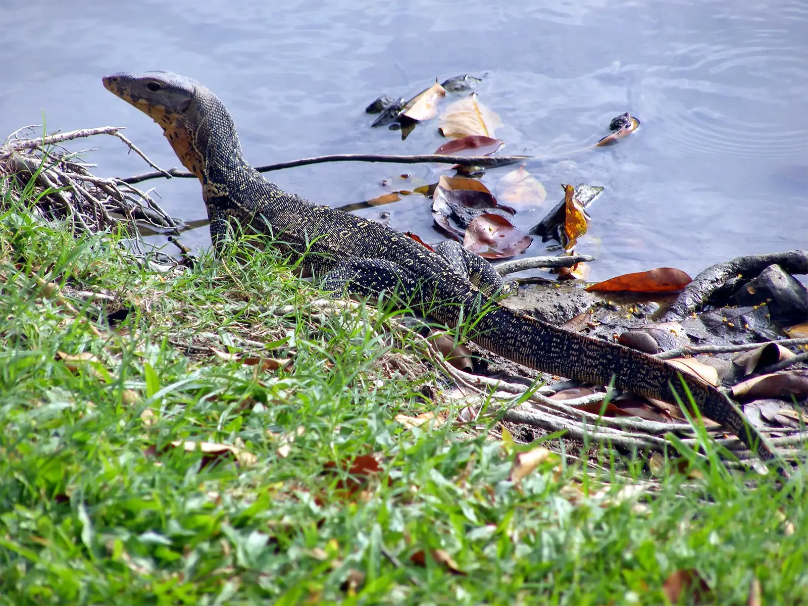 Varan sortant de l’eau sur la berge herbeuse d’un lac dans un parc de Bangkok