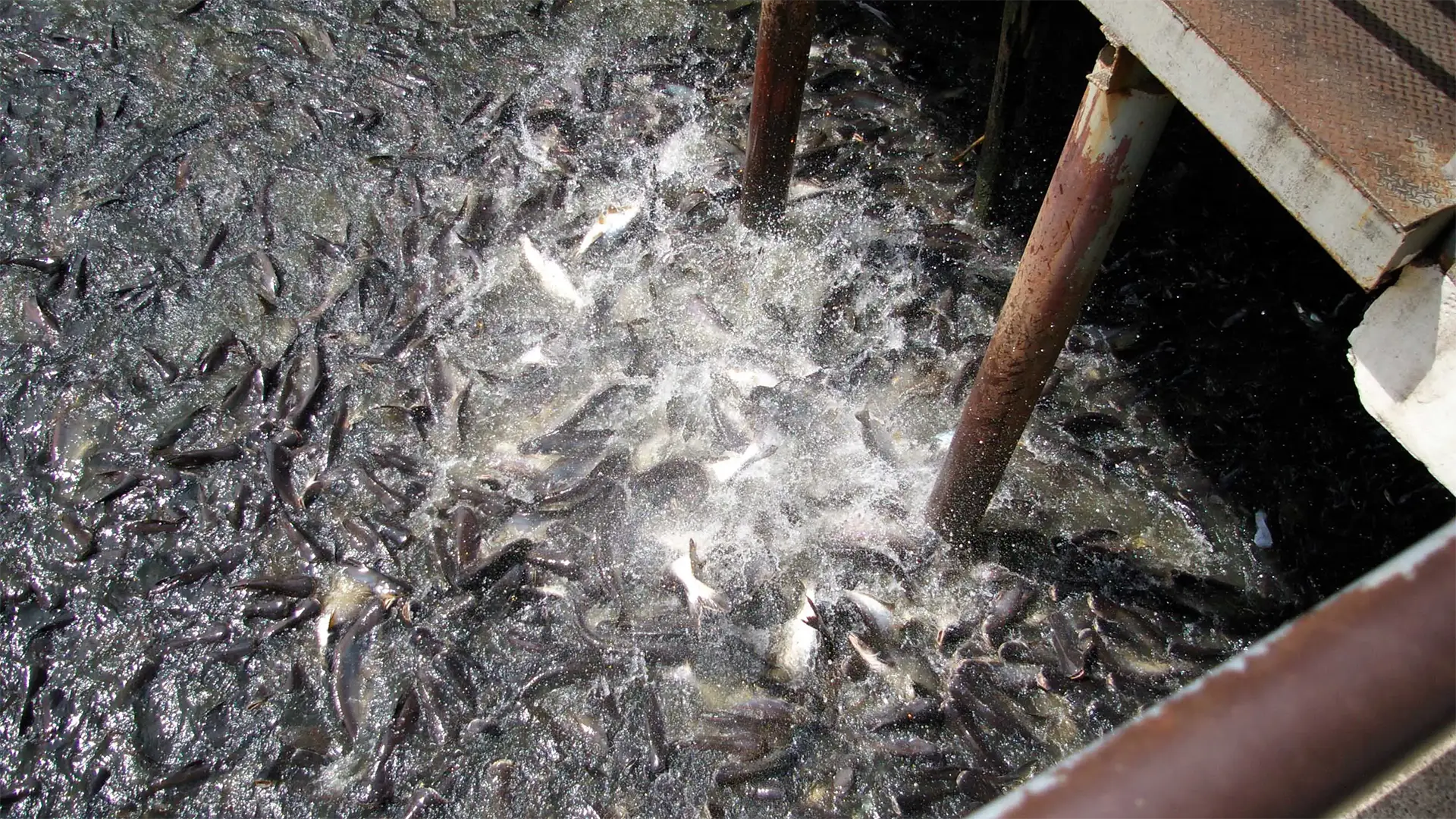 Poissons-chats se bousculant à la surface de l’eau au pied d’un ponton à Bangkok