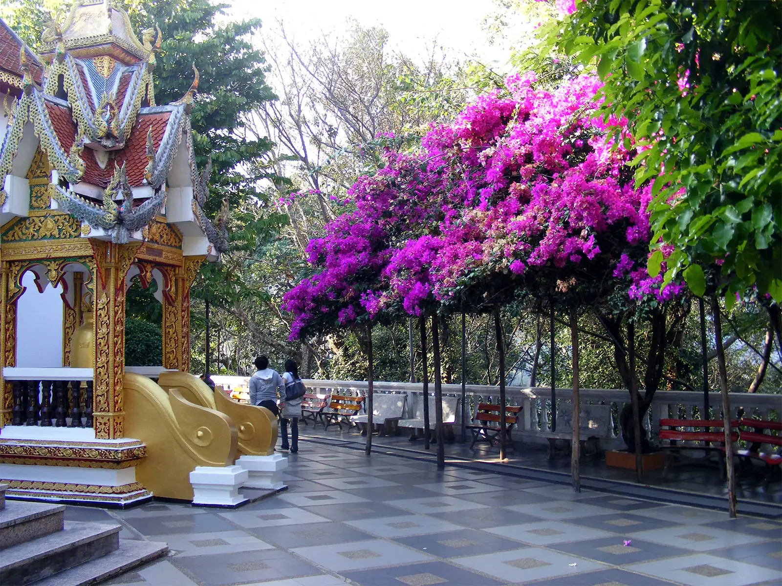Bougainvilliers en fleurs sur la terrasse du Wat Phra That Doi Suthep à Chiang Mai