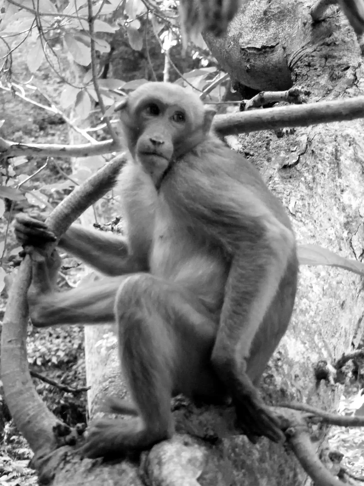 Macaque assis sur une branche dans la forêt près de Kanchanaburi, en noir et blanc