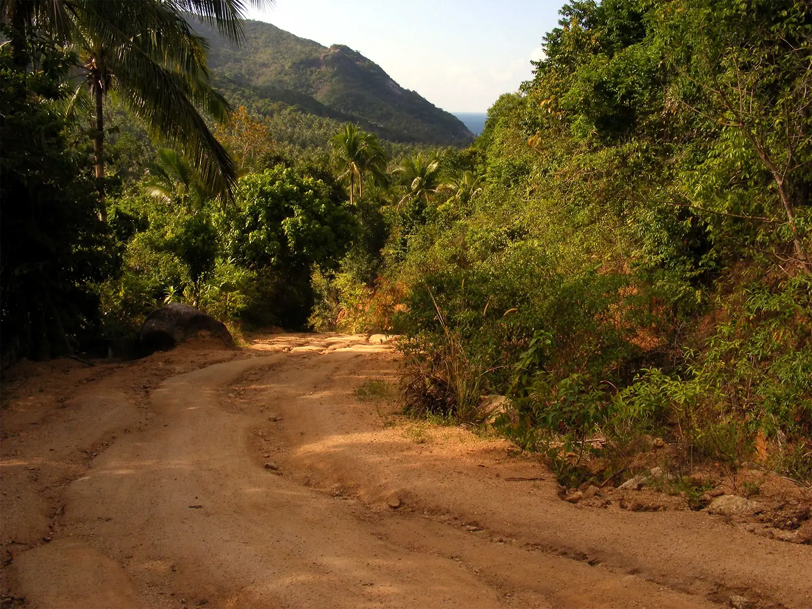 Piste de terre à travers la jungle et les cocotiers vers les collines de Koh Phangan