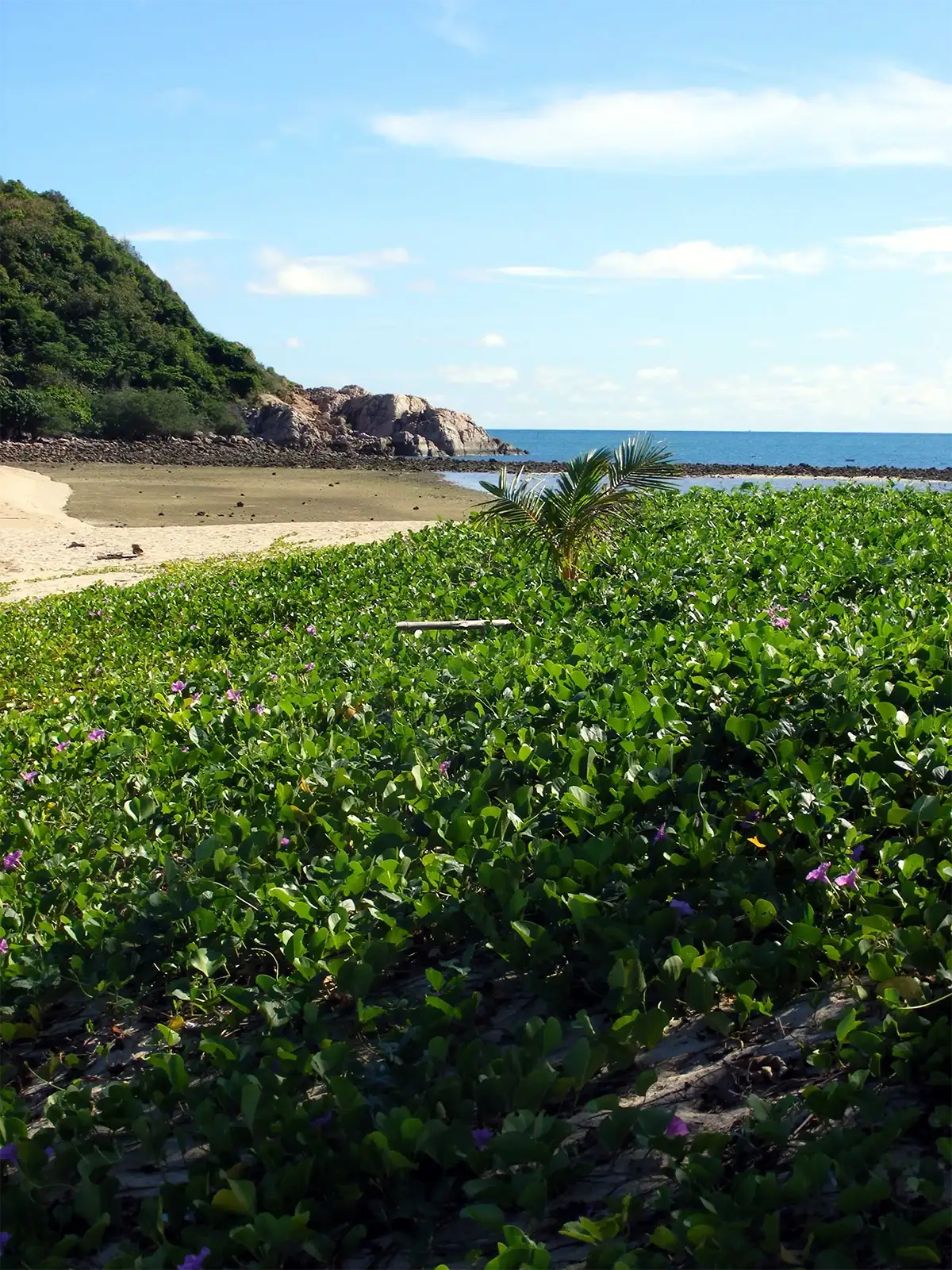 Liserons en fleurs couvrant la dune d’une plage bordée de rochers à Koh Phangan