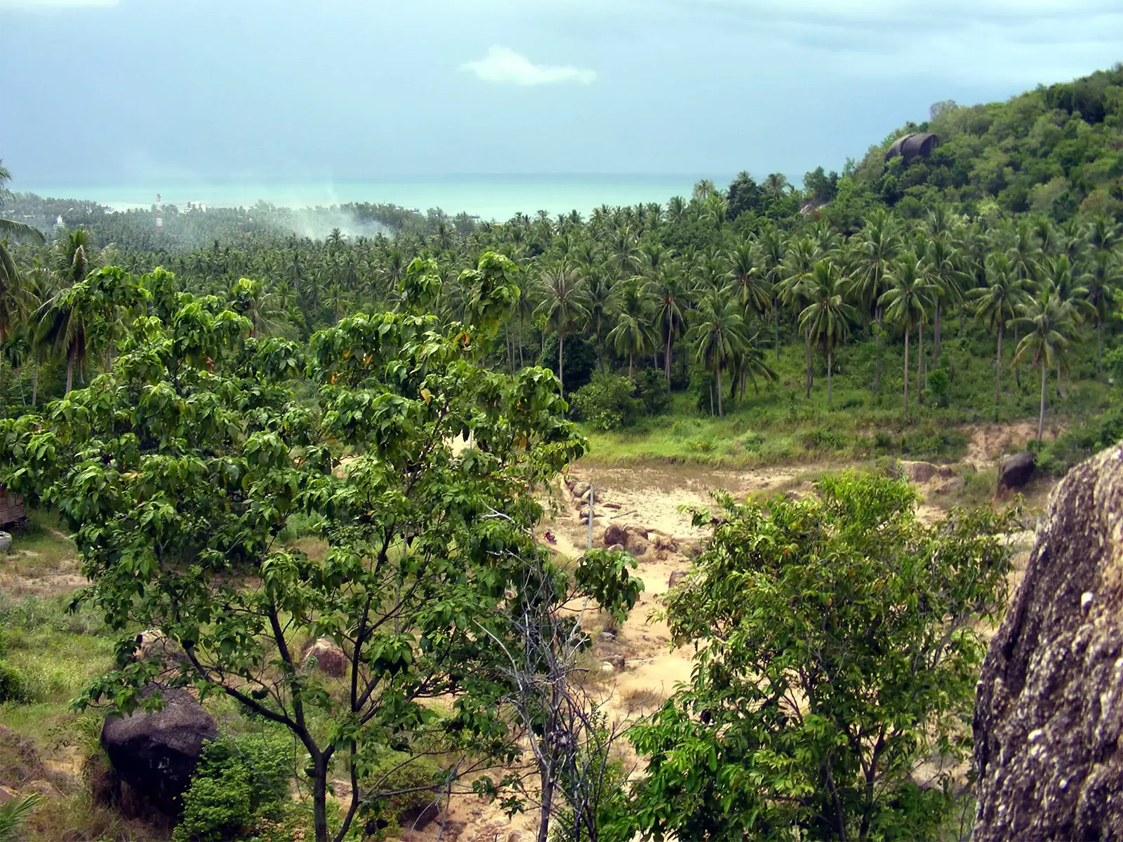 Cocoteraie descendant des collines jusqu’à la mer à Koh Phangan