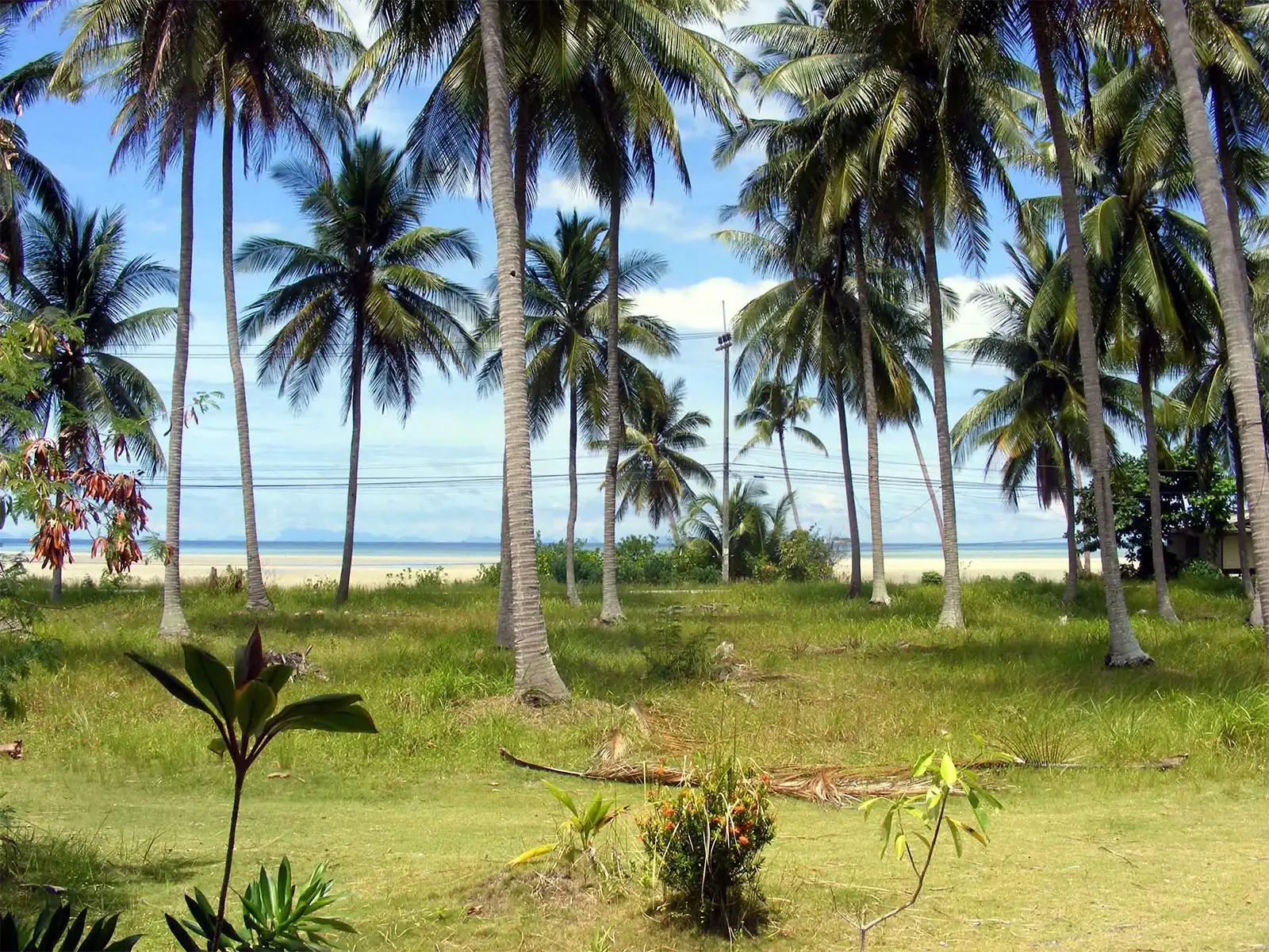 Cocotiers sur une pelouse en bord de mer sous un ciel bleu à Koh Phangan