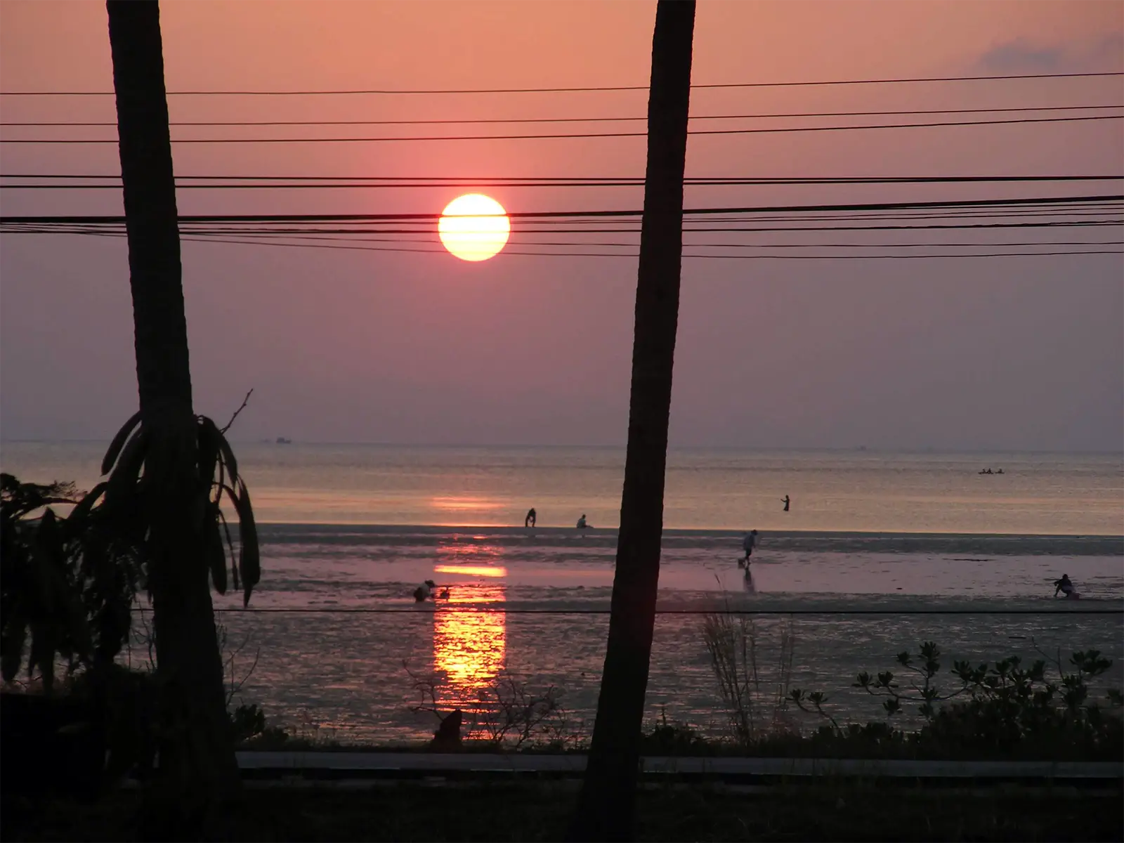 Coucher de soleil sur la mer à marée basse entre deux troncs de palmiers à Koh Phangan