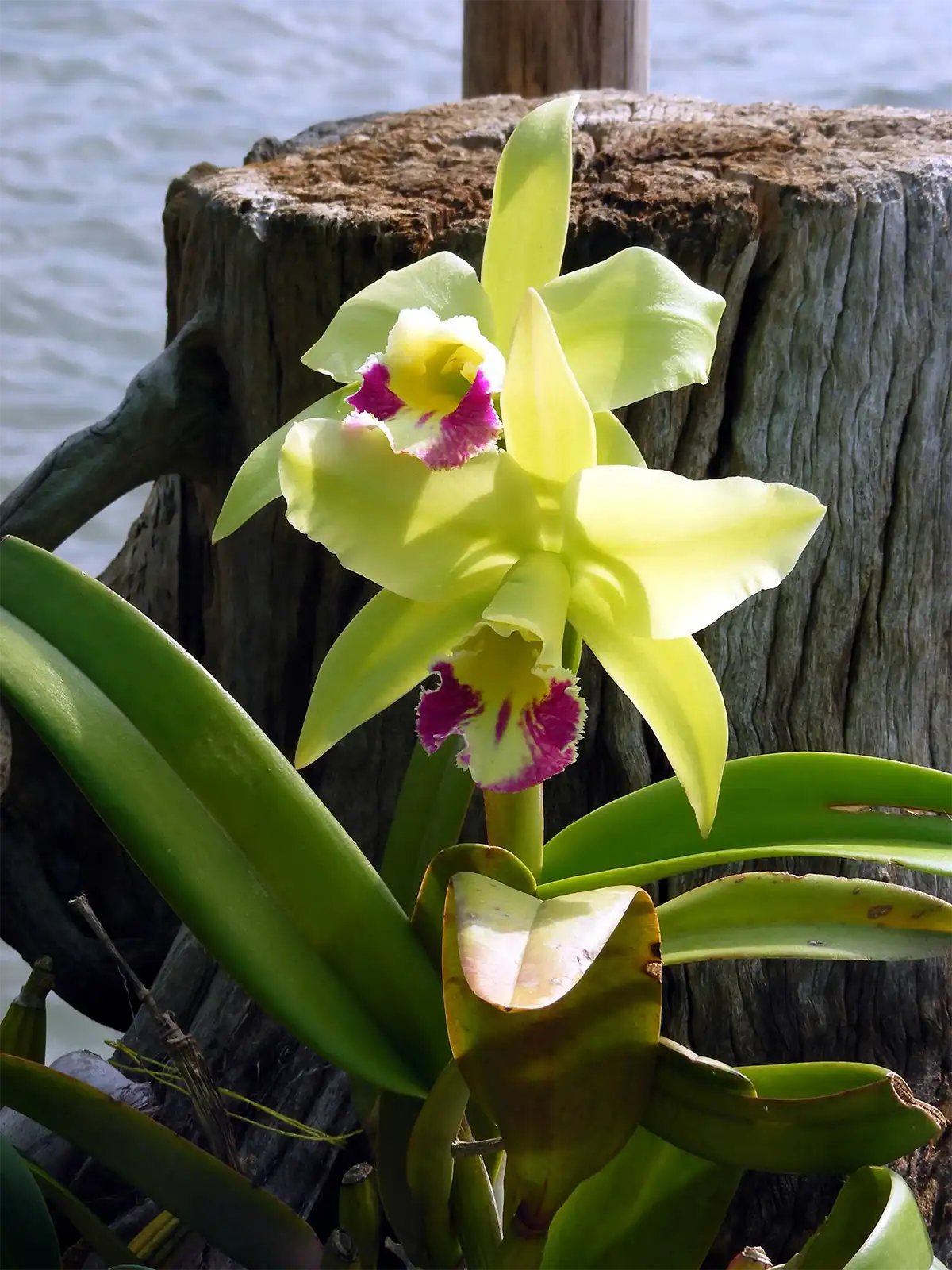 Orchidée jaune et pourpre fleurissant devant une souche au bord de l’eau à Koh Chang