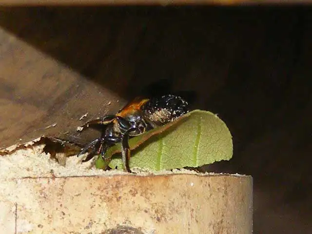 Abeille coupeuse de feuilles transportant un morceau de feuille vers son nid dans un bambou