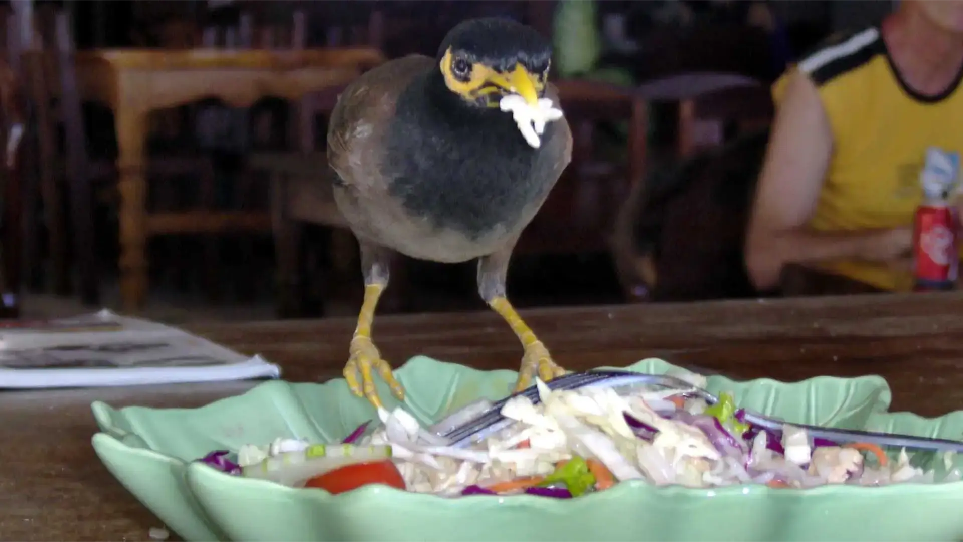 Martin triste picorant une salade dans l’assiette d’un client de restaurant à Koh Tao