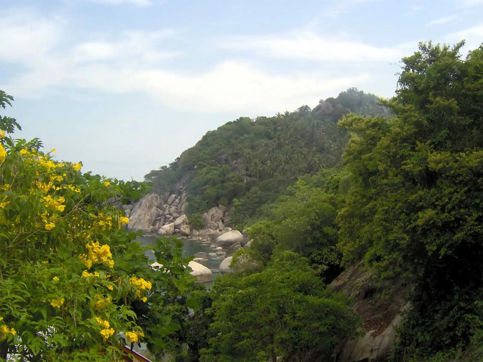 Rochers de granit et colline de jungle derrière des fleurs jaunes à Koh Tao