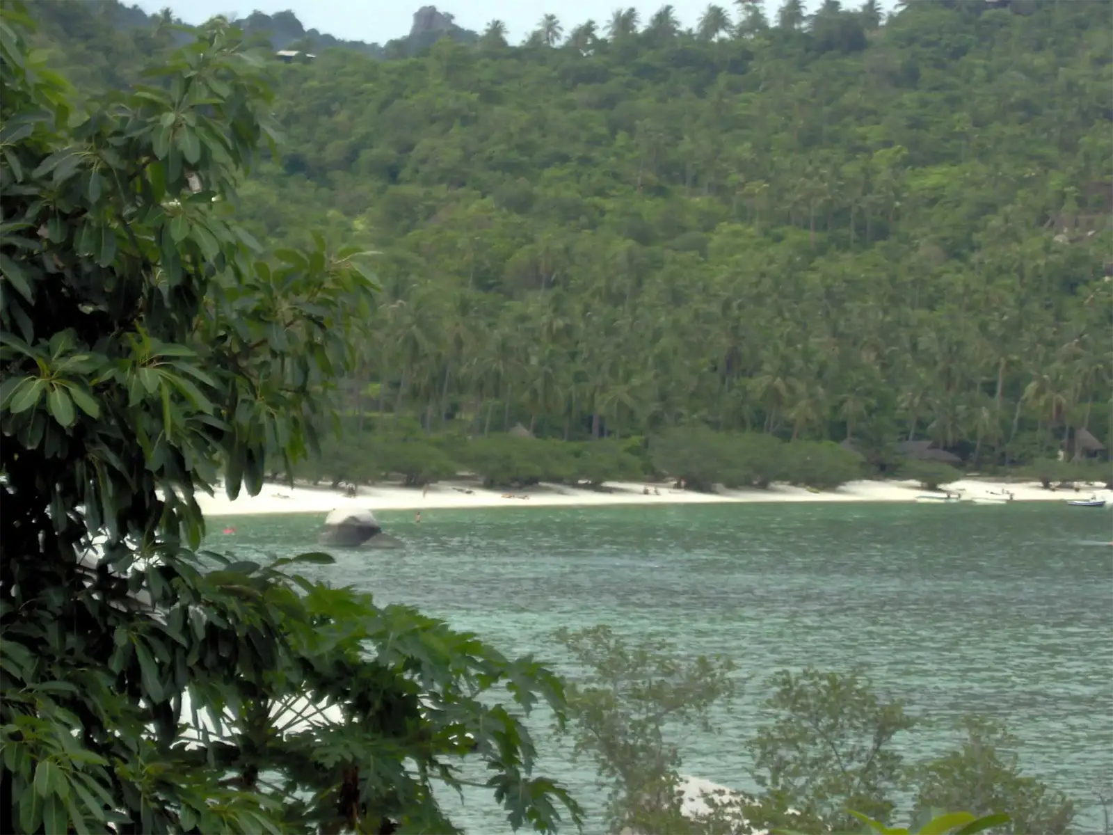 Baie au sable blanc adossée à une colline couverte de cocotiers à Koh Tao