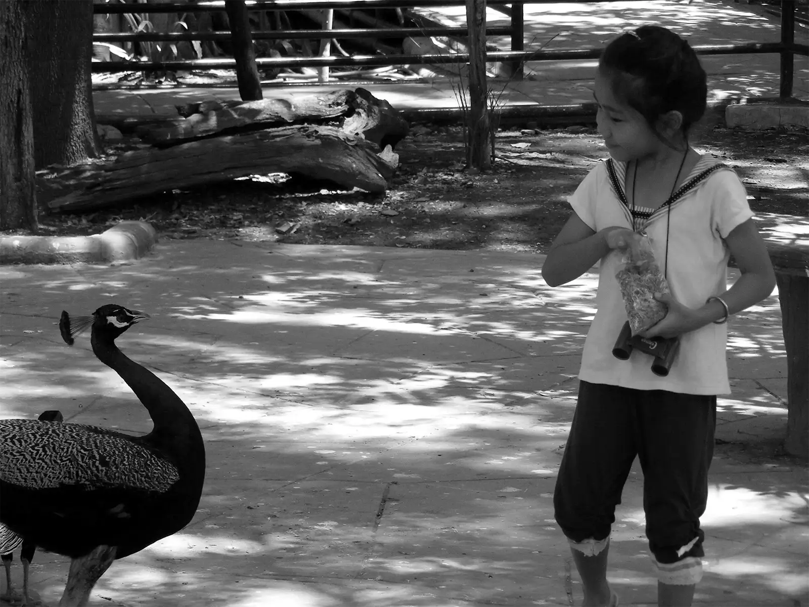 Fillette observant un paon dans un parc animalier de Thaïlande centrale, en noir et blanc