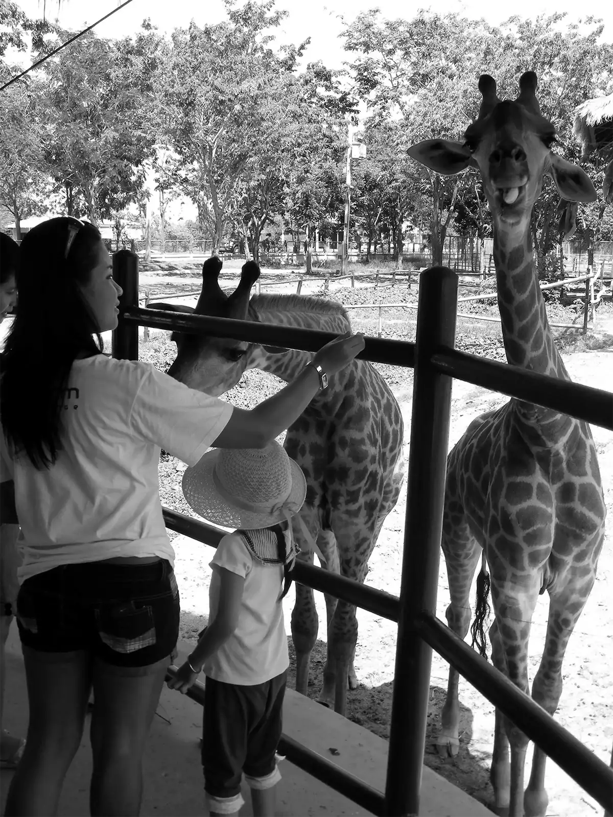 Visiteurs nourrissant des girafes dans un parc animalier de Thaïlande centrale, en noir et blanc