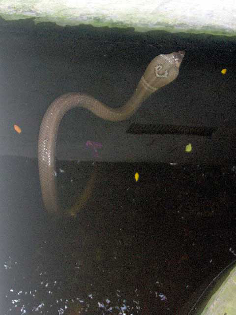 Cobra dressé au fond d’une fosse sombre, dans le delta du Mékong