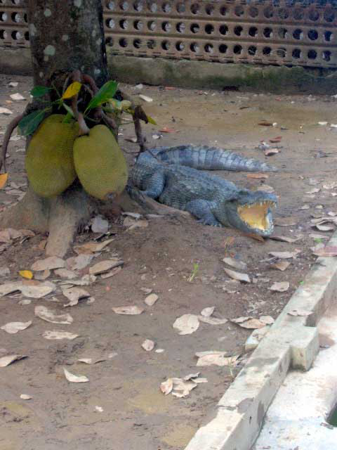 Crocodile gueule ouverte sous un jacquier chargé de fruits, dans le delta du Mékong