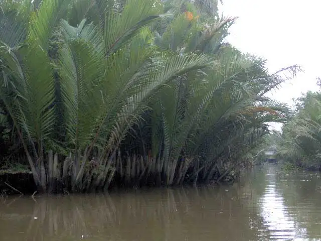 Palmiers d’eau aux longues palmes au bord d’un canal du delta du Mékong