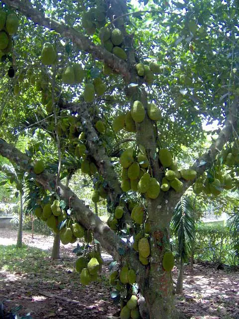 Jacquier couvert de dizaines de fruits dans un jardin près de Saïgon