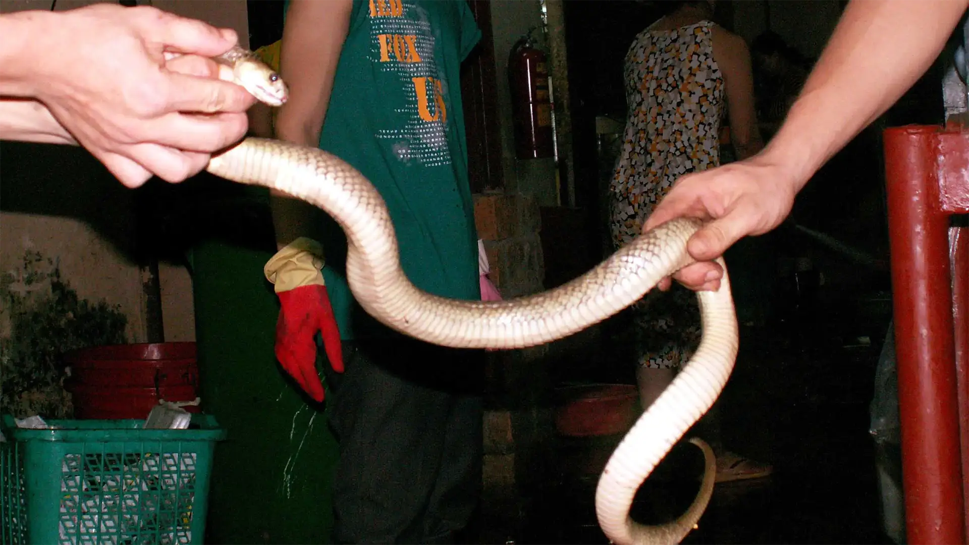 Serpent tenu à bout de bras avant un repas de cobra royal dans un restaurant de Saïgon