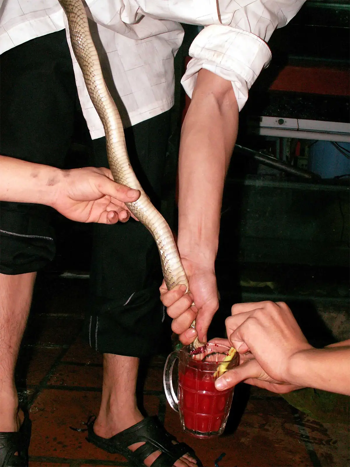 Sang de cobra royal remplissant une chope d’alcool de riz devenue rouge, à Saïgon